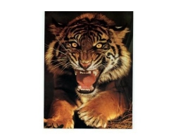 Car sticker "Tiger" ― AUTOERA.LV